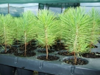 Çam Ağacı Fidesi Bakımı