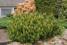 Dağ Veymut Çamı Özellikleri