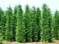 Yunnan Çamı Özellikleri